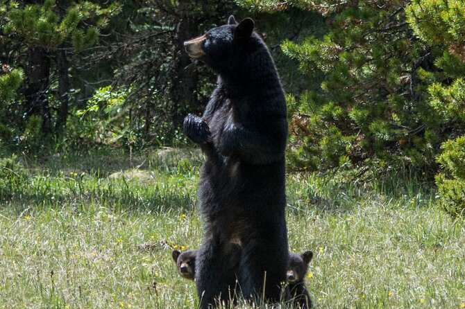 Jasper Evening Wildlife Tour - Last Words