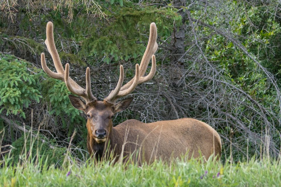 Jasper: Wildlife and Waterfalls Tour With Maligne Cruise - Common questions