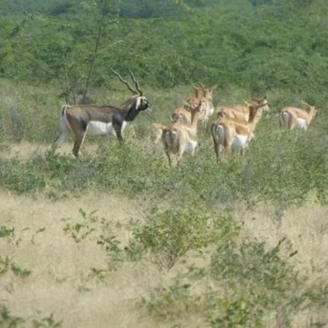 Jodhpur Bishnoi Village Safari Tour With Sumer - Common questions