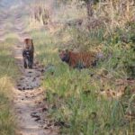 6 jungle towernight stay 4 day tour in chitwan national park Jungle Towernight Stay: 4-Day Tour in Chitwan National Park