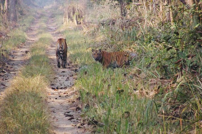 Jungle Towernight Stay: 4-Day Tour in Chitwan National Park