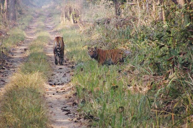 6 jungle towernight stay 4 day tour in chitwan national park Jungle Towernight Stay: 4-Day Tour in Chitwan National Park