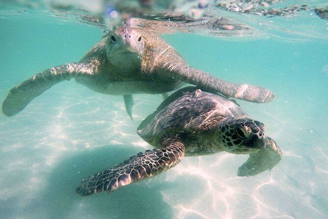 Kaneohe Sandbar Snorkeling Tour / 1st Tour - Customer Service and Staff Interactions