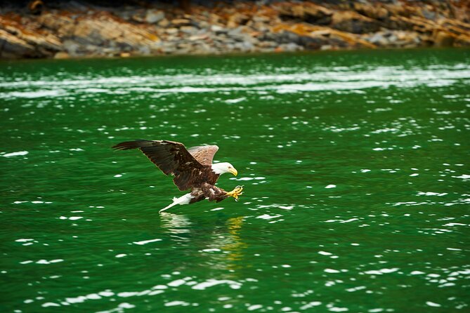 Ketchikan Wildlife-Viewing Hovercraft Tour - Accessibility and Traveler Limit