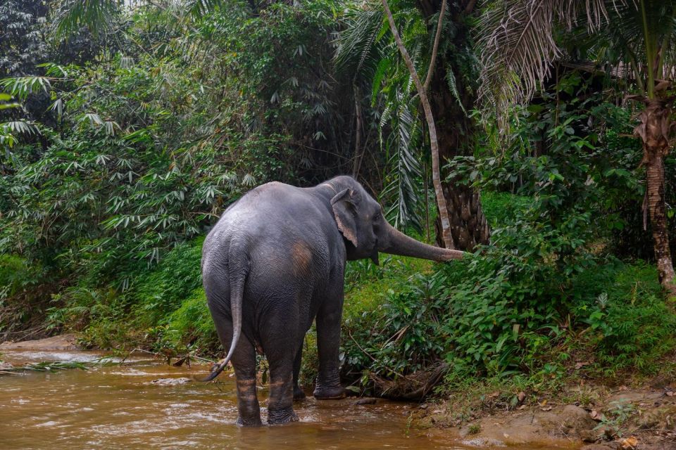 Khao Lak Eco Safari: Elephant Sanctuary Small Group Tour - Pickup Details