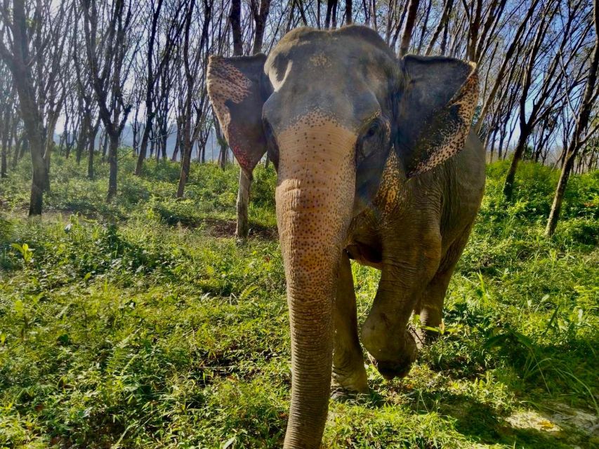 Khao Lak: Guided Walk & Feed Elephant Experience With Pickup - Common questions