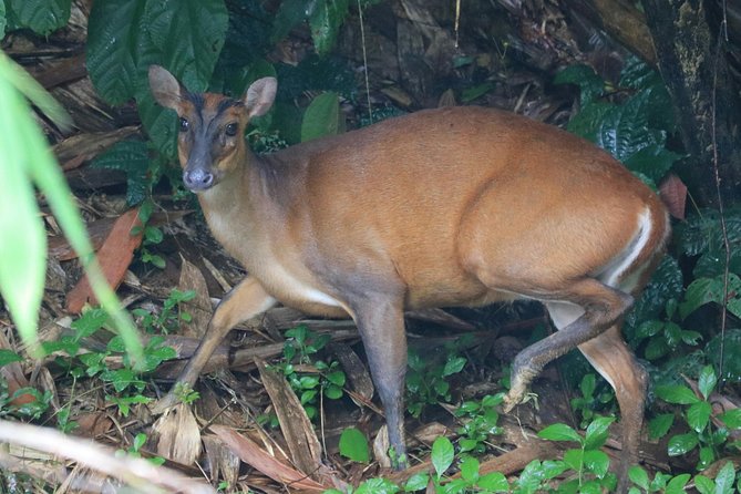 Khao Sok Wildlife 2 Days - Common questions