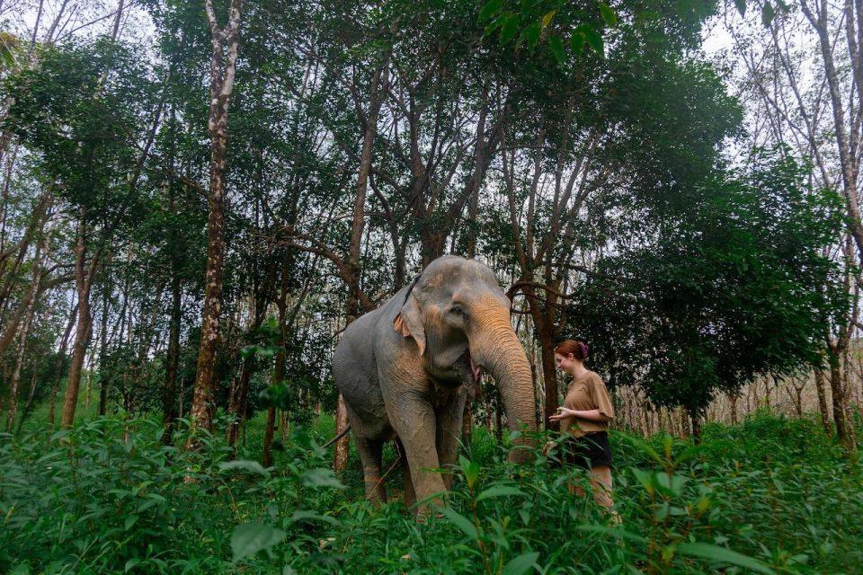 Khaolak: Begin the Day With Elephants - Walk and Feed Tour - Important Tour Information