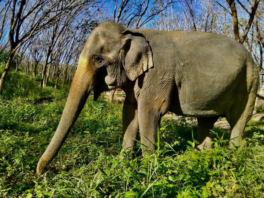 Khaolak: Sunset Elephant Walk With Complimentary Cocktail - Reservation and Contact Information