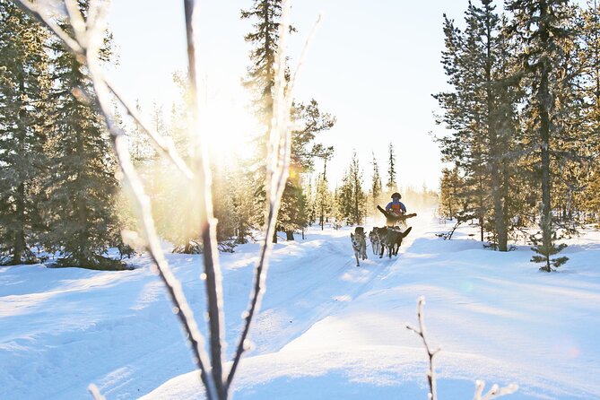 Kiruna, Swedish Lapland: Private Dog Sledding With Lunch (Apr ) - Weather Considerations and Tour Operations