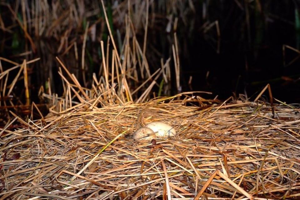 Kissimmee: Boggy Creek Airboats Adventures Night Tour Ticket - Activity Highlights