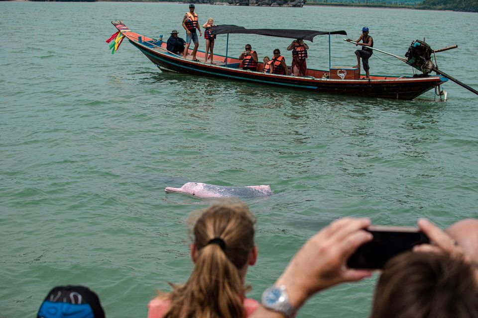 Koh Samui: Pink Dolphin Spotting & Pig Island Speedboat Tour - Common questions