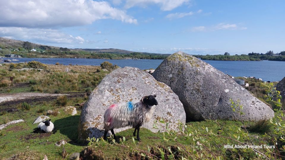 Kylemore, Sheep Farm and Connemara Private Limousine Tour - Common questions