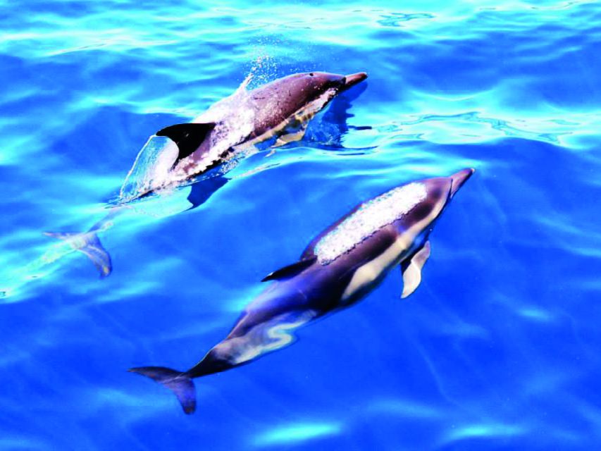 Lagos: 90-Minute Dolphin Watching by Catamaran - Highlights of the Catamaran Tour