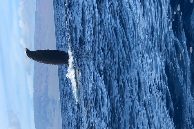 Lahaina Small-Vessel Whale-Watching Experience (Mar ) - Viator Information