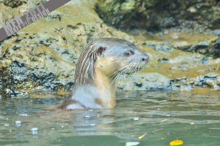 Langkawi: Full-Day Mangrove Safari Boat Tour With Lunch - Safety Measures