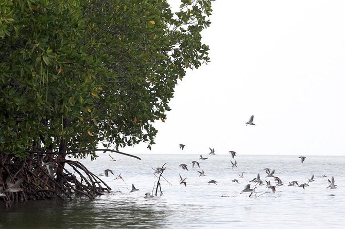 Lanta Old Town and Mangrove Forest Sightseeing Tour - Common questions