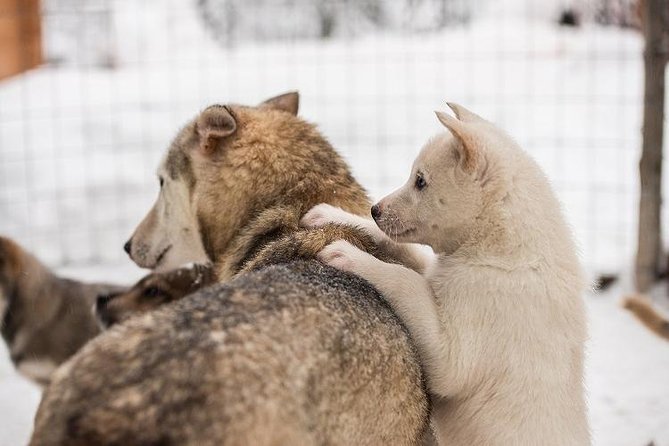 Lapland Reindeer and Husky Safari From Rovaniemi - Must-Do Activities in Lapland