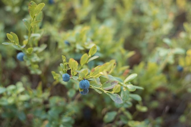 Lapland Small-Group Foraging Tour From Rovaniemi (Mar ) - Common questions