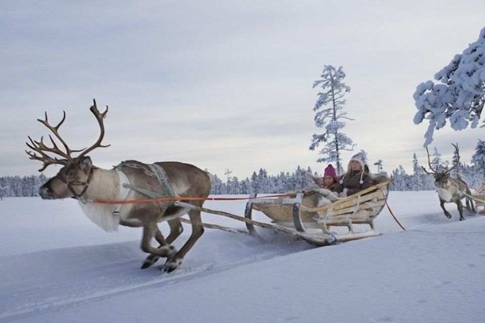 Levi: Lapland Reindeer Safari - Last Words