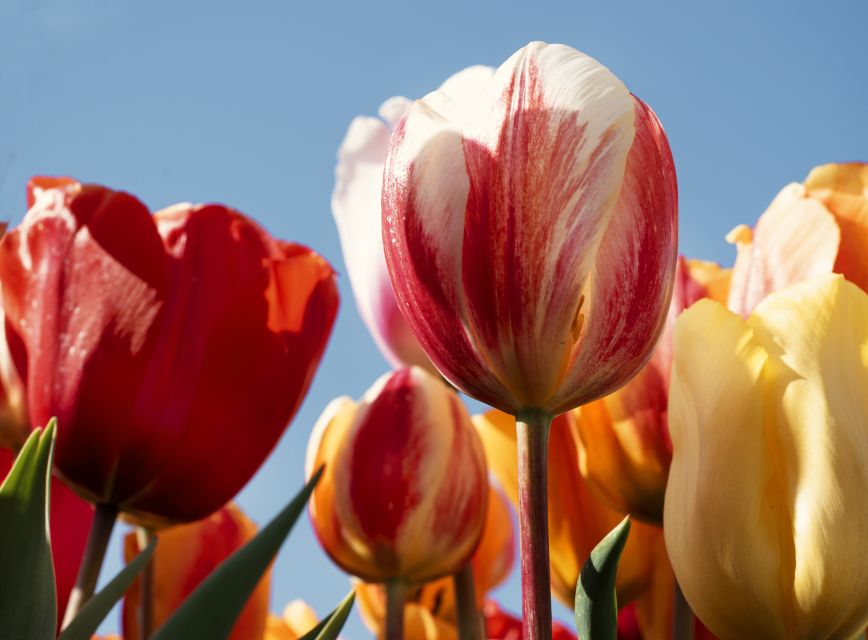 Lisse: Tulip Experience Ticket With Museum & Flower Picking - Common questions