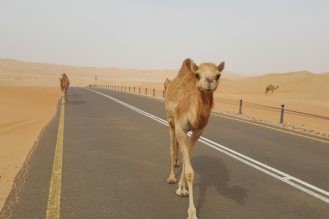 Liwa Oasis Desert Drive From Abu Dhabi - Common questions