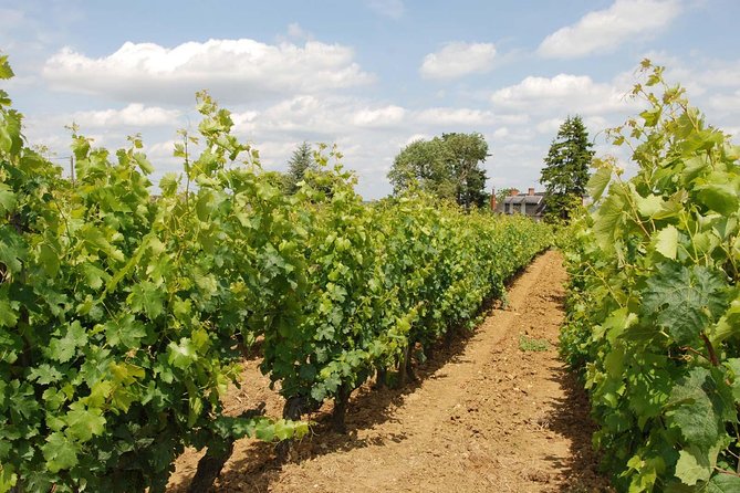 Loire Valley Wines Private Day Tour With Tastings From Tours or Amboise - Terms & Conditions