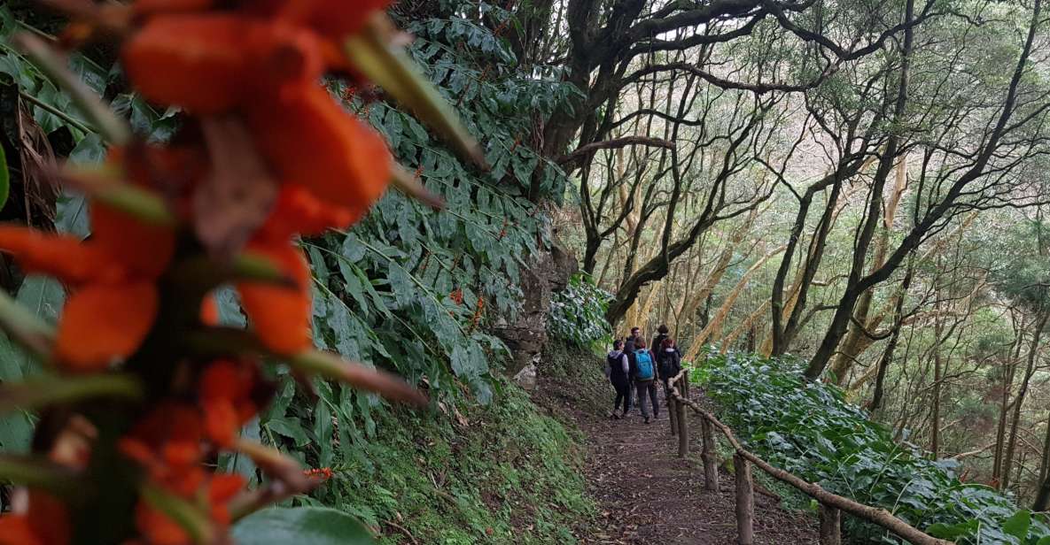 Lomba De São Pedro: Waterfall Hiking Tour With Tea Tasting - Common questions