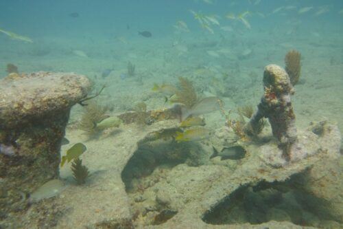 Lower Grand Lagoon: Panama City Beach Guided Snorkeling Tour - Booking Information