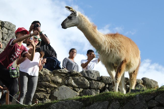 Machu Picchu Tour From Cusco Full Day - Transportation Details