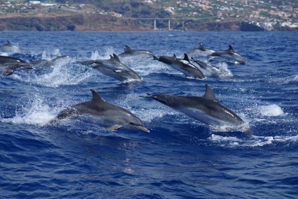 Madeira: Guaranteed Whales or Dolphins Watching Tour - Directions