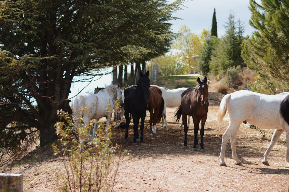 Madrid: Horse Riding in Sierra Del Guadarrama National Park - Common questions