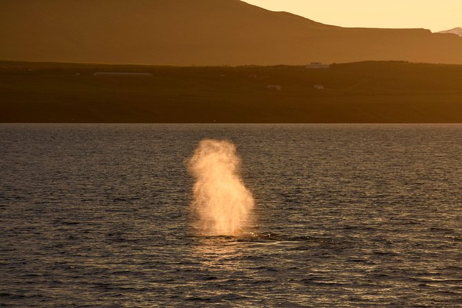 Magical Whales in the Midnight Sun From Reykjavik - Common questions