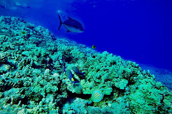 Marine Biologist Guided Snorkel Tour From Shore With Photos - Last Words