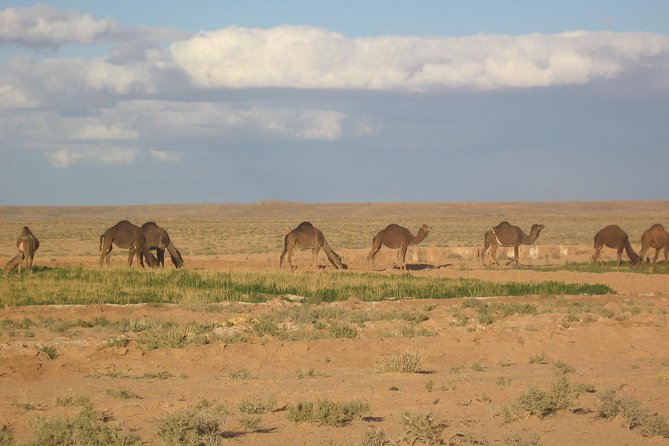 Marrakech Activities: Camel Ride Tour Marrakech - Common questions