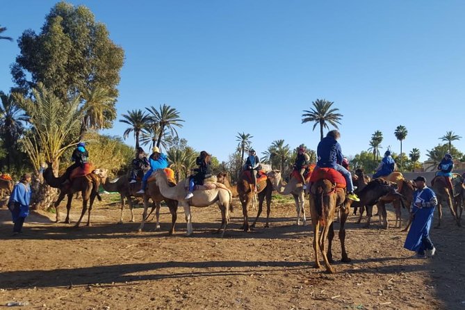 Marrakech Camel Ride at the Palm Groves - Last Words