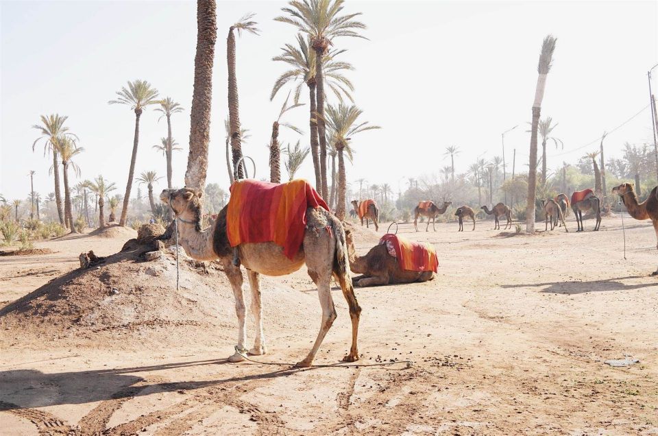 Marrakech : Camel Ride in Palmeraie With Tea Break - Directions