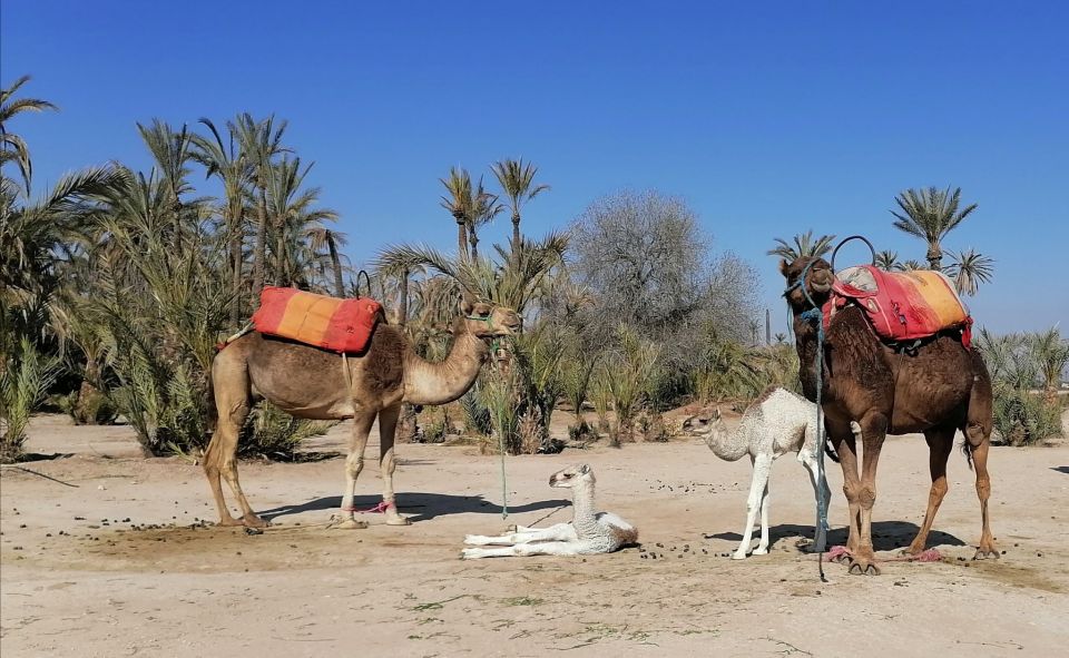 Marrakech : Exciting Camel Ride in Palmeraie - Safety Measures