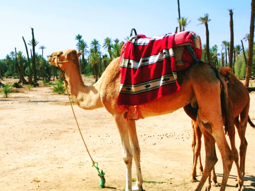 Marrakech: Half-day Dunes Trip With Buggy and Camel Ride - Hassle-Free Booking and Logistics