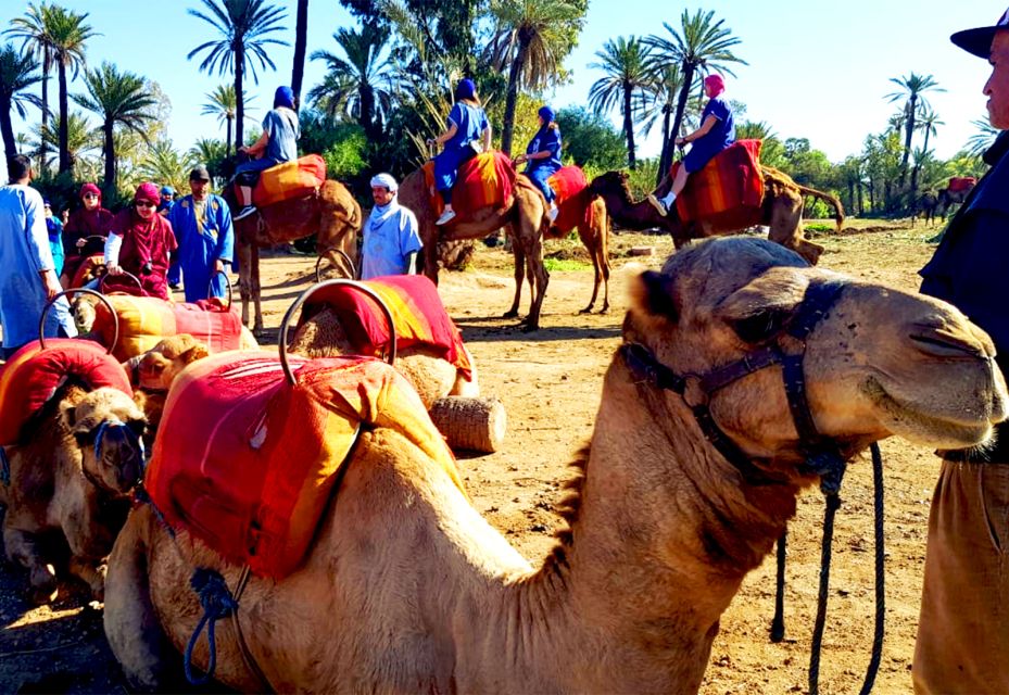 Marrakech: Half-Day Tour With Buggy Ride, Camel Ride and Spa - Customer Reviews Highlights