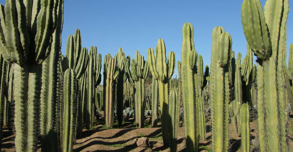 Marrakesh: Cactus Thiemann Entry Ticket - Gift Options