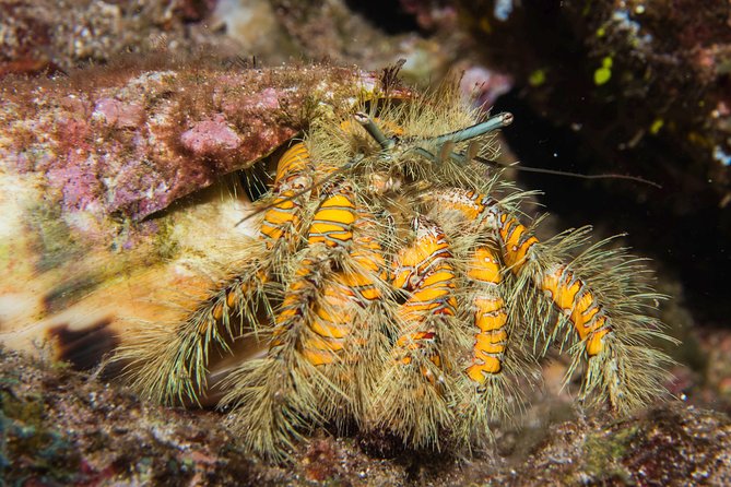 Maui Night Certified Scuba Diving Tour From Lahaina - Experience Details