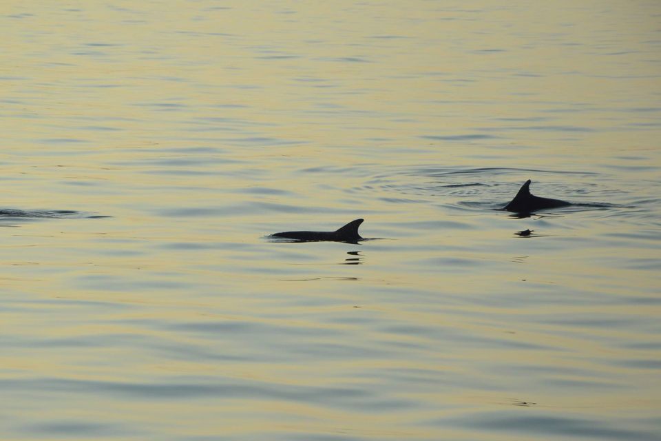 Medulin: Sunset Archipelago and Dolphin Cruise With Dinner - Common questions