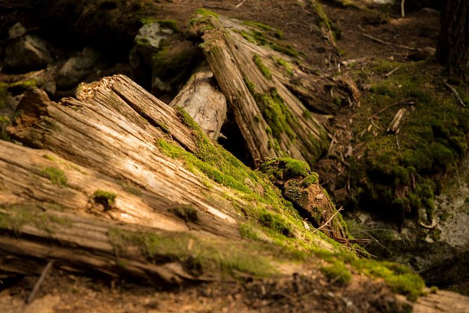 Mesmerizing Nature Walk in Lynn Canyon Park - Capturing Memories: Photography Tips