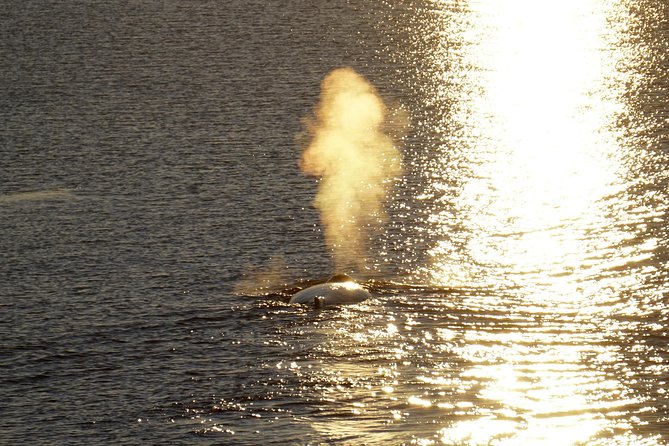 Midnight Sun Whale Watching From Reykjavik - What Is the Cancellation Policy?