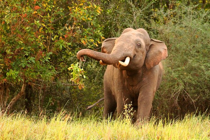 Minneriya National Park Elephant Safari - General Information