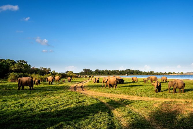 Minneriya National Park Private Safari - Important Information for Visitors