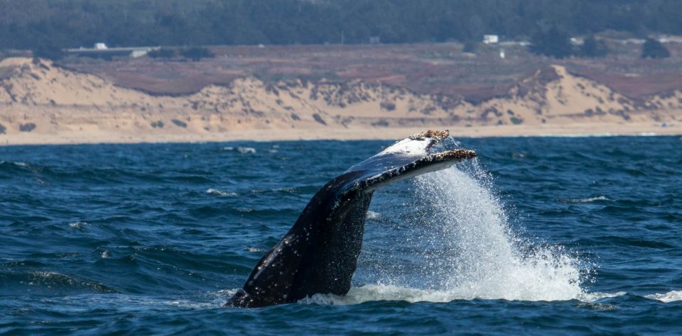 Monterey: Sunset Whale Watching Cruise With a Guide - Common questions