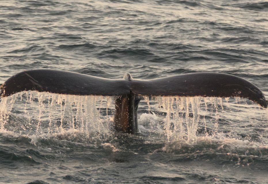 Monterey: Whale Watching Tour With a Marine Guide - Directions to the Tour Location