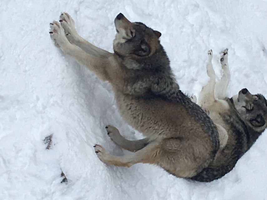 Montreal: Private Day Tour to Parc Omega & Montebello Lodge - Scenic Drive Through Omega Park